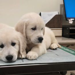 Boy 1 - Light golden male Golden Retriever puppy in Marysville, Washington from Alpine Valley Ranch-European English Cream Golden Retriever
