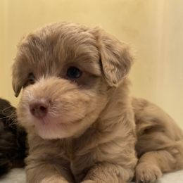 Aussiedoodles from Locust Creek Aussiedoodles