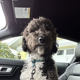 Ozzie - Goldendoodle