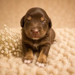 Zion - Red tri male Miniature Australian Shepherd puppy in Macomb, Missouri from Show Me MO Aussies