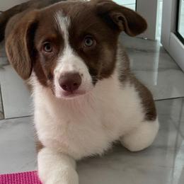 Chocolate Male (W-Brindle pts) - Liver and white male American Corgi puppy in Virginia from Massanutten Corgis