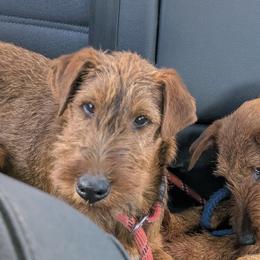 Jonty, Orange Boy - Red male Irish Terrier puppy in Spring Valley, Minnesota from Back Country Terriers