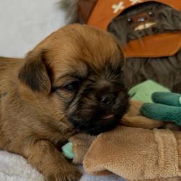 Mandolorian runt - Red male Brussels Griffon puppy in Seneca, Missouri from Stephanie’s Puppy Colony