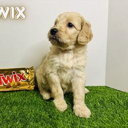 Aussiedoodle, Goldendoodle, and Labradoodle Puppies from Loyal Doodles