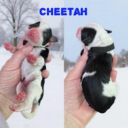 Cheetah - Black and white male Bernedoodle puppy in Banner Elk, North Carolina from Walnut Tree Bernedoodles