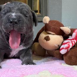 Lord Maximus - Gray male Cane Corso puppy in Dunnellon, Florida from High Royal Kennel