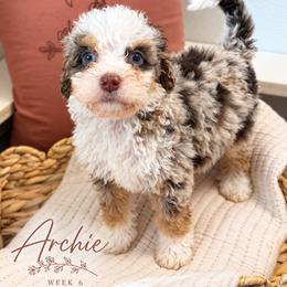 Archie - Chocolate merle male Bernedoodle puppy in Burbank, Ohio from Berns & Doodles