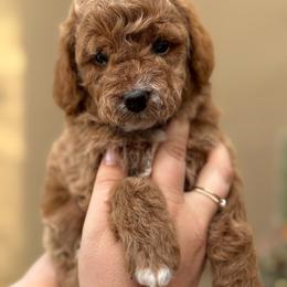 Cedar - Apricot male Goldendoodle puppy in Goodyear, Arizona from GAMMIE’S DOODLES