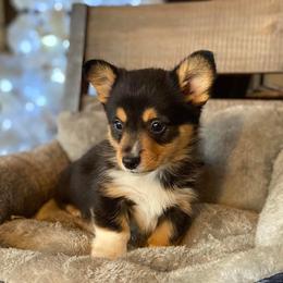 American Corgi and Pembroke Welsh Corgi Puppies from Tori’s Sassy Corgis