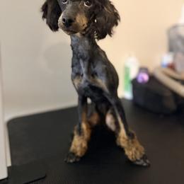 Tansy - Phantom female Poodle puppy in Rock Island, Oklahoma from Virelle Poodles