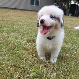 Purple collar-Fig - Blue merle female Miniature American Shepherd puppy in Statesboro, Georgia from Azure Miniature American Shepherds