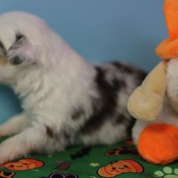 Boy 3 - Red merle male Toy Australian Shepherd puppy in Humansville, Missouri from Tater Tot aussies