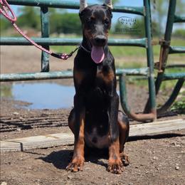Loki - Black and rust male Doberman Pinscher puppy in China Township, Michigan from Snell's Superior Kennel Dobermann & GSP