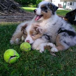 Australian Shepherd Puppies from Pine Grove Aussies