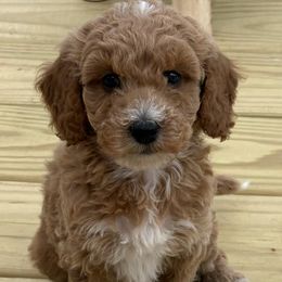 Poodles from Darling Doodles Of Shenandoah Valley
