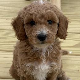 Poodles from Darling Doodles Of Shenandoah Valley