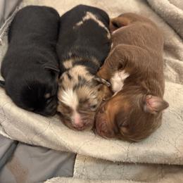 Toy Australian Shepherd puppies from MAS Gone Rogue