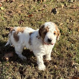 Aspen - Red and white male Cockapoo puppy in Marietta, South Carolina from River Falls Cockapoos