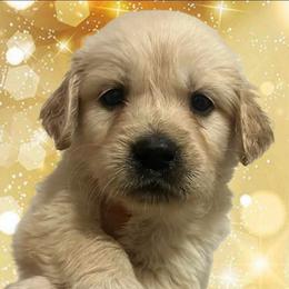Light purple female - Golden female Golden Retriever puppy in Jesup, Georgia from Painted Platinum Retrievers (Painted Platinum Kennel) PPK