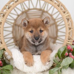 Morio ❤️ Red Boy - Red male Shiba Inu puppy in Neosho, Missouri from Sunny Terrace Shibas