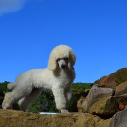 Poodle Puppies from D and D Standard Poodles