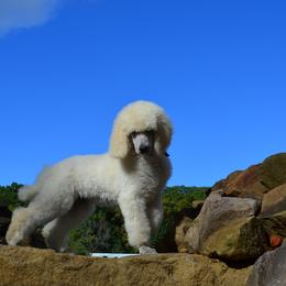 Poodle Puppies from D and D Standard Poodles