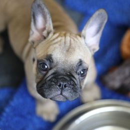 Green Collar - Fawn and white male French Bulldog puppy in Wichita, Kansas from Phantasticus French Bulldogs