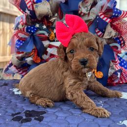 America - Red  female Goldendoodle puppy in Lancaster, Kentucky from Dream Paws Puppies, LLC