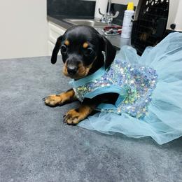 Jazzlynn 1650 - Black and tan female Dachshund puppy in Magnolia, Texas from Carrie’s Countryside Dachshunds