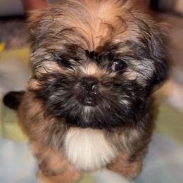 Snorlax - Tricolor male Shih Tzu puppy in Azusa, California from RJ Shih Tzu lover