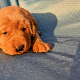 Dilute Retriever and Labrador Retriever Puppies from LC Hunting Labs, LLC.
