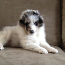 Shetland Sheepdog Puppies from Syringa