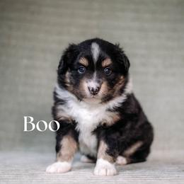 BOO - Black tri female Miniature American Shepherd puppy in Puyallup, Washington from FERGI’S GEMINI MAS