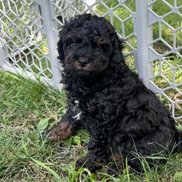 Zane - Phantom male Poodle puppy in Cabool, Missouri from Rafter B Farms