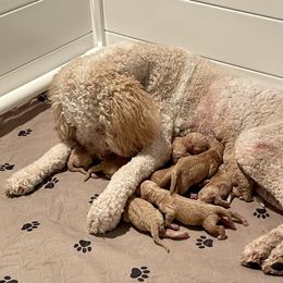 Goldendoodle Puppies from Scout-A-Doodle Doo
