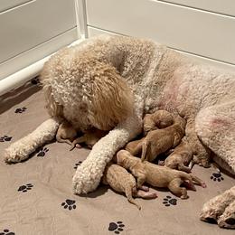 Goldendoodle Puppies from Scout-A-Doodle Doo