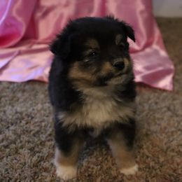 Toy Australian Shepherd Puppies from Mobley Ranch Toy Aussies