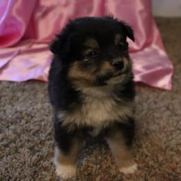 Toy Australian Shepherd Puppies from Mobley Ranch Toy Aussies