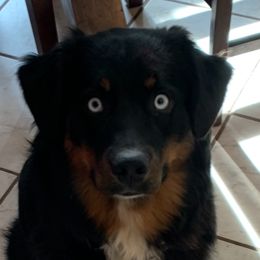 Mishka - Miniature Australian Shepherd