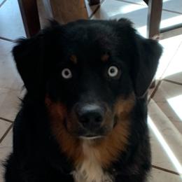 Mishka - Miniature Australian Shepherd