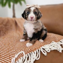 Watermelon - Blue merle and white female Sheepadoodle puppy in Tooele, Utah from Salt & Snow Pups
