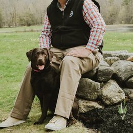 Labrador Retriever Puppies from Rapidan River Labradors