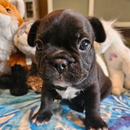 Diesel - Black and white male French Bulldog puppy in Bend, Oregon from High Lakes Frenchies