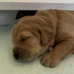 WILLOW - Red  female Goldendoodle puppy in Porter Ranch, California from Jasperdoodle.com