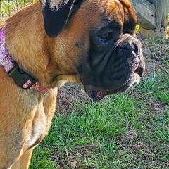 Kwidich - Boxer