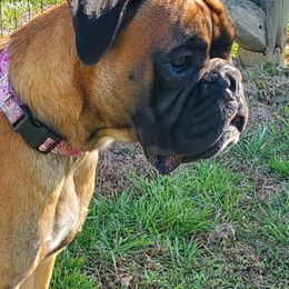 Kwidich - Boxer