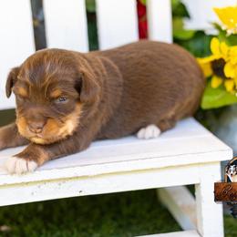 Blaze - Red tri male Miniature Australian Shepherd puppy in Granbury, Texas from Texas Miniature Aussies