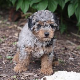 Oren - Merle male Whoodle puppy in West Bend, Iowa from Blue Skies Terriers