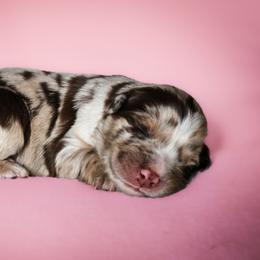 Blossom - Blue merle female Australian Shepherd puppy in Silex, Missouri from Small Town Australian Shepherds