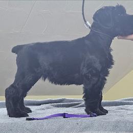 Pick female puppy - Black female Giant Schnauzer puppy in Danville, Indiana from Surefoot Giant Schnauzers